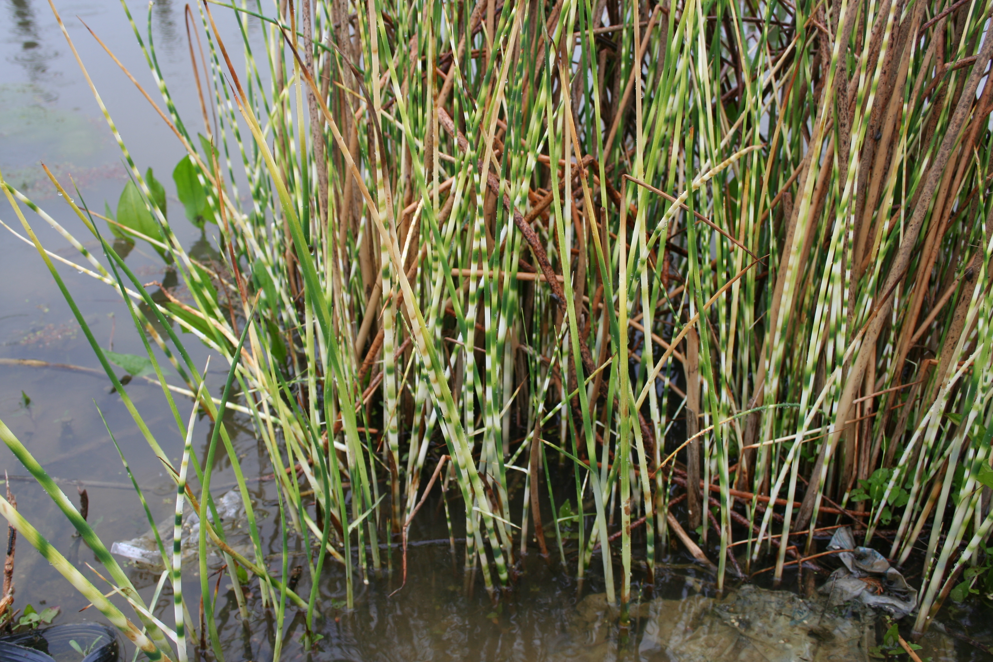 Schoenoplectus tabernaemontani 'Variegatum'